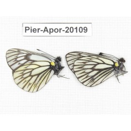 Aporia goutellei goutellei. China, Yunnan, Xiangerila, Mt.Meilixueshan. 2M. Pier-Apor-20109.