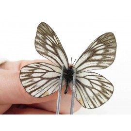 Aporia goutellei goutellei. China, Yunnan, Xiangerila, Mt.Meilixueshan. 2M. Pier-Apor-20109.