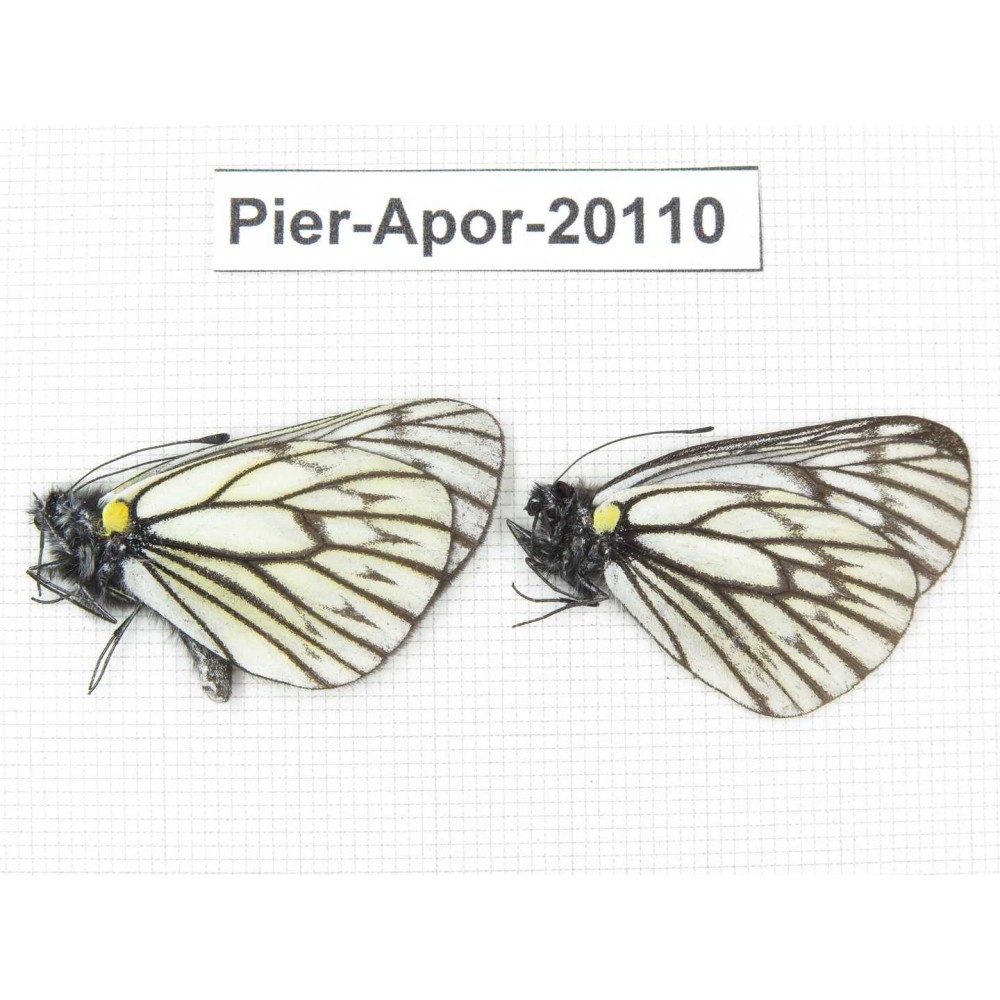 Aporia goutellei goutellei. China, Yunnan, Xiangerila, Mt.Meilixueshan. 2M. Pier-Apor-20110.