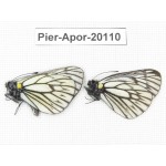 Aporia goutellei goutellei. China, Yunnan, Xiangerila, Mt.Meilixueshan. 2M. Pier-Apor-20110.