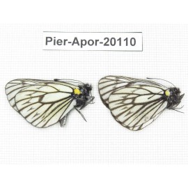 Aporia goutellei goutellei. China, Yunnan, Xiangerila, Mt.Meilixueshan. 2M. Pier-Apor-20110.