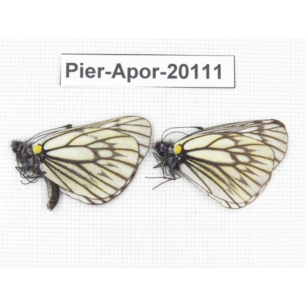 Aporia goutellei goutellei. China, Yunnan, Xiangerila, Mt.Meilixueshan. 2M. Pier-Apor-20111.