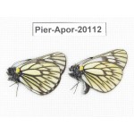 Aporia goutellei goutellei. China, Yunnan, Xiangerila, Mt.Meilixueshan. 2M. Pier-Apor-20112.