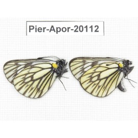 Aporia goutellei goutellei. China, Yunnan, Xiangerila, Mt.Meilixueshan. 2M. Pier-Apor-20112.