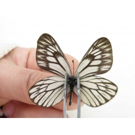 Aporia goutellei goutellei. China, Yunnan, Xiangerila, Mt.Meilixueshan. 2M. Pier-Apor-20112.
