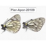 Aporia goutellei goutellei. China, Yunnan, Xiangerila, Mt.Meilixueshan. 2M. Pier-Apor-20109.