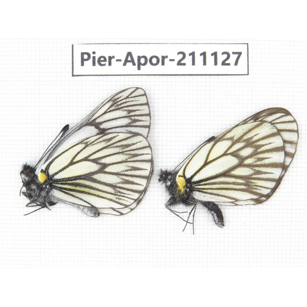 Aporia goutellei goutellei. China, Yunnan, Xiangerila, S of Weixi county. 2M. Pier-Apor-211127.