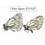 Aporia goutellei goutellei. China, Yunnan, Xiangerila, S of Weixi county. 2M. Pier-Apor-211127.