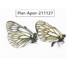 Aporia goutellei goutellei. China, Yunnan, Xiangerila, S of Weixi county. 2M. Pier-Apor-211127.