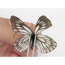 Aporia goutellei goutellei. China, Yunnan, Xiangerila, S of Weixi county. 2M. Pier-Apor-211127.
