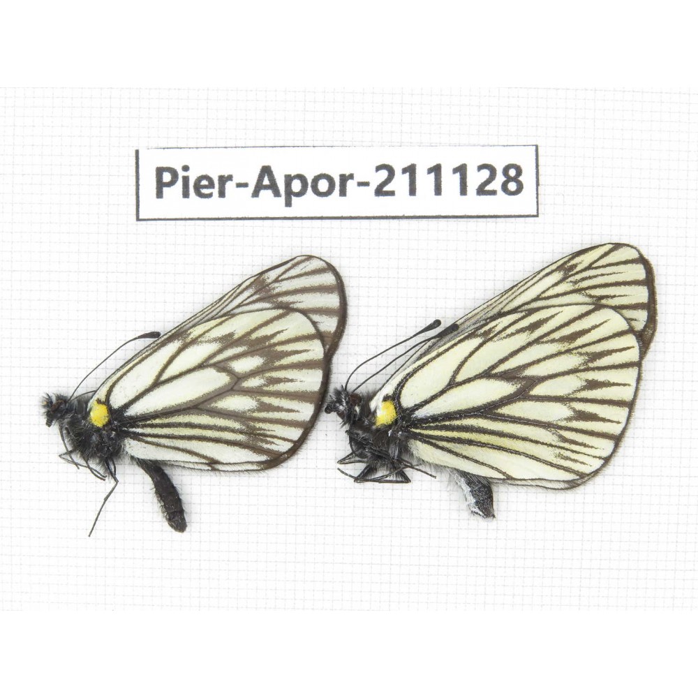 Aporia goutellei goutellei. China, Yunnan, Xiangerila, S of Weixi county. 2M. Pier-Apor-211128.