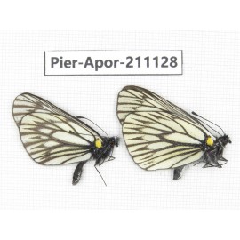 Aporia goutellei goutellei. China, Yunnan, Xiangerila, S of Weixi county. 2M. Pier-Apor-211128.