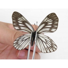 Aporia goutellei goutellei. China, Yunnan, Xiangerila, S of Weixi county. 2M. Pier-Apor-211128.
