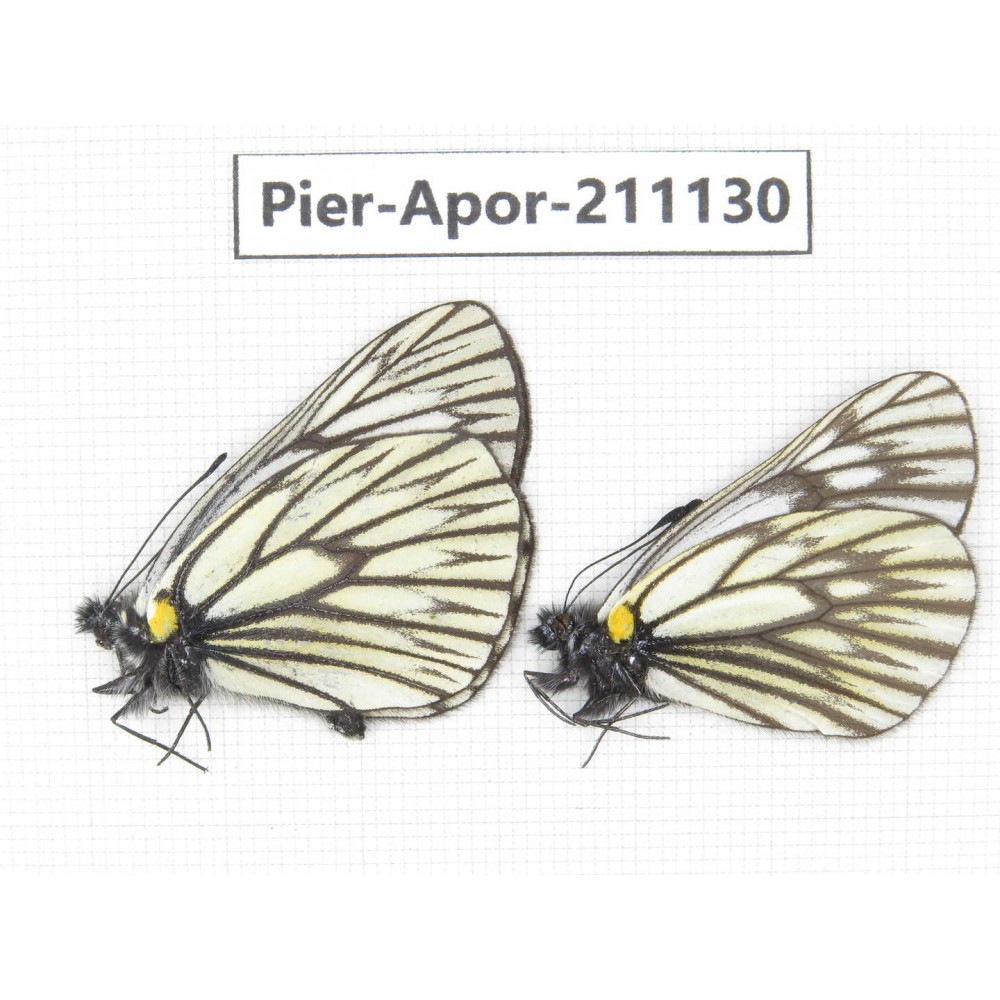Aporia goutellei goutellei. China, Yunnan, Xiangerila, S of Weixi county. 2M. Pier-Apor-211130.
