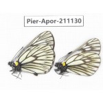 Aporia goutellei goutellei. China, Yunnan, Xiangerila, S of Weixi county. 2M. Pier-Apor-211130.