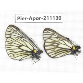 Aporia goutellei goutellei. China, Yunnan, Xiangerila, S of Weixi county. 2M. Pier-Apor-211130.