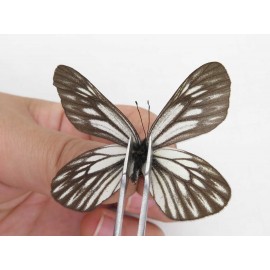 Aporia goutellei goutellei. China, Yunnan, Xiangerila, S of Weixi county. 2M. Pier-Apor-211130.