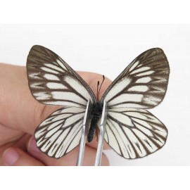 Aporia goutellei goutellei. China, Yunnan, Xiangerila, S of Weixi county. 2M. Pier-Apor-211130.