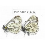 Aporia goutellei goutellei. China, Yunnan, Xiangerila, Weixi county, N of Mt.Yunling. 2M. Pier-Apor-212752.