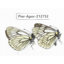 Aporia goutellei goutellei. China, Yunnan, Xiangerila, Weixi county, N of Mt.Yunling. 2M. Pier-Apor-212752.