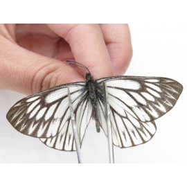 Aporia goutellei goutellei. China, Yunnan, Xiangerila, Weixi county, N of Mt.Yunling. 2M. Pier-Apor-212752.