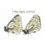 Aporia goutellei goutellei. China, Yunnan, Xiangerila, Weixi county, N of Mt.Yunling. 2M. Pier-Apor-212753.