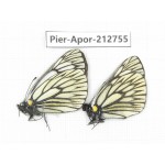 Aporia goutellei goutellei. China, Yunnan, Xiangerila, Weixi county, N of Mt.Yunling. 2M. Pier-Apor-212755.