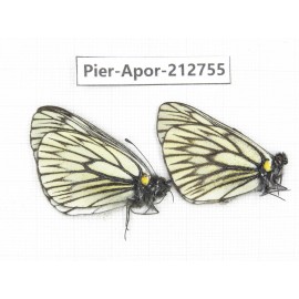 Aporia goutellei goutellei. China, Yunnan, Xiangerila, Weixi county, N of Mt.Yunling. 2M. Pier-Apor-212755.