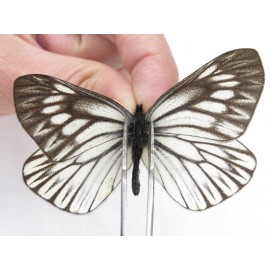Aporia goutellei goutellei. China, Yunnan, Xiangerila, Weixi county, N of Mt.Yunling. 2M. Pier-Apor-212755.