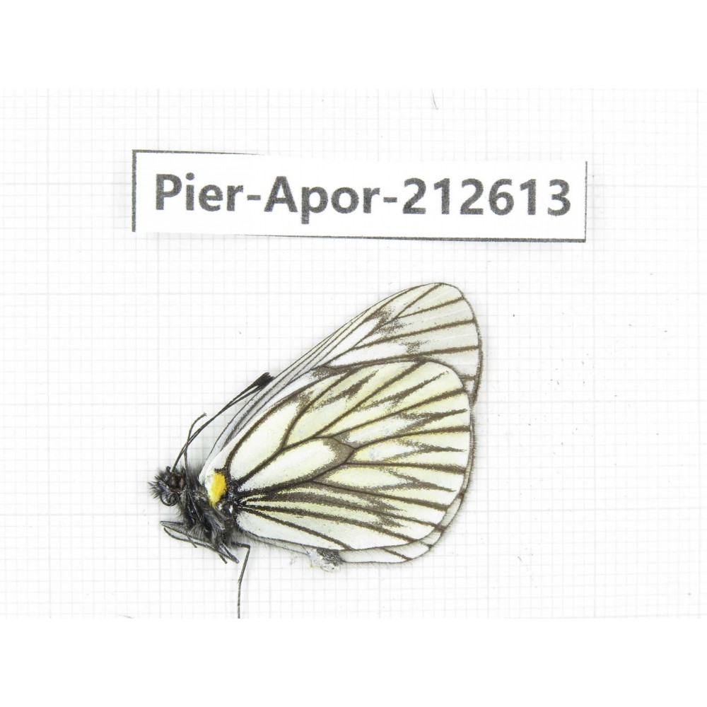 Aporia sp. China, Yunnan, Xiangerila, Weixi county, N of Mt.Yunling. 1M. Pier-Apor-212613.