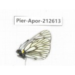 Aporia sp. China, Yunnan, Xiangerila, Weixi county, N of Mt.Yunling. 1M. Pier-Apor-212613.