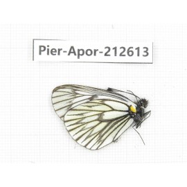 Aporia sp. China, Yunnan, Xiangerila, Weixi county, N of Mt.Yunling. 1M. Pier-Apor-212613.