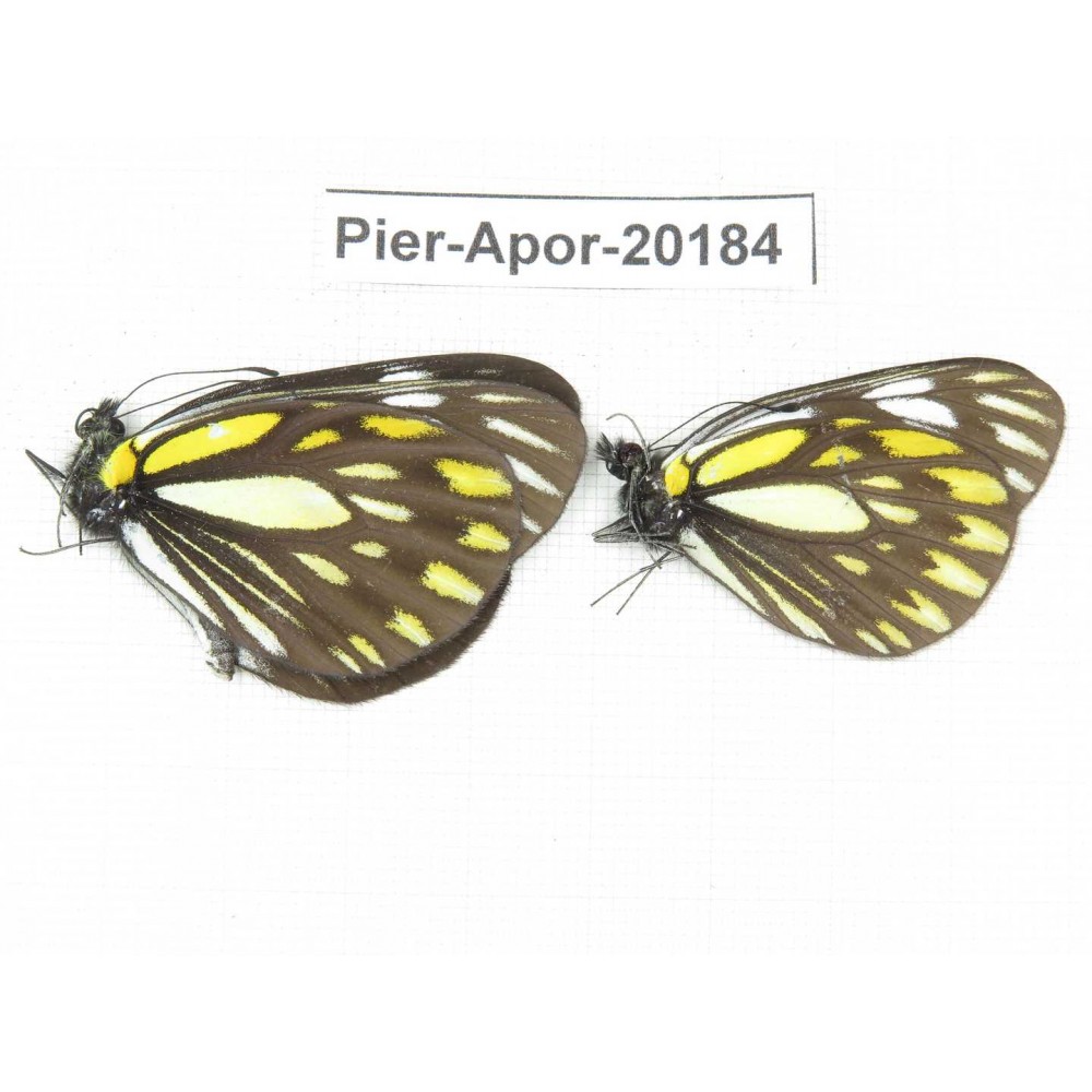Aporia larraldei nutans. China, Yunnan, Lijiang, N of Mt. Yunling. 2M. Pier-Apor-20184.