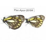 Aporia larraldei nutans. China, Yunnan, Lijiang, N of Mt. Yunling. 2M. Pier-Apor-20184.