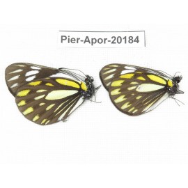Aporia larraldei nutans. China, Yunnan, Lijiang, N of Mt. Yunling. 2M. Pier-Apor-20184.