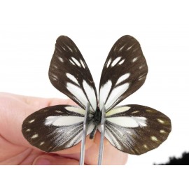 Aporia larraldei nutans. China, Yunnan, Lijiang, N of Mt. Yunling. 2M. Pier-Apor-20184.