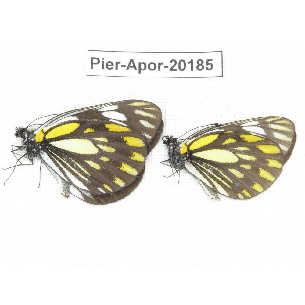 Aporia larraldei nutans. China, Yunnan, Lijiang, N of Mt. Yunling. 2M. Pier-Apor-20185.