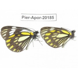 Aporia larraldei nutans. China, Yunnan, Lijiang, N of Mt. Yunling. 2M. Pier-Apor-20185.