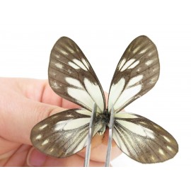 Aporia larraldei nutans. China, Yunnan, Lijiang, N of Mt. Yunling. 2M. Pier-Apor-20185.