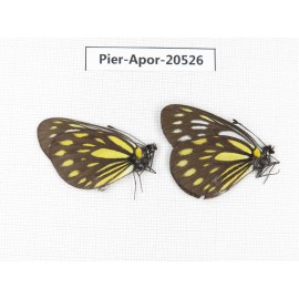 Aporia larraldei ssp. China, Yunnan, Xiangerila, S of Nixi town. 2M. Pier-Apor-20526.