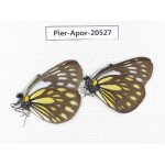 Aporia larraldei ssp. China, Yunnan, Xiangerila, S of Nixi town. 2M. Pier-Apor-20527.