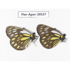Aporia larraldei ssp. China, Yunnan, Xiangerila, S of Nixi town. 2M. Pier-Apor-20527.