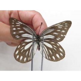 Aporia larraldei ssp. China, Yunnan, Xiangerila, S of Nixi town. 2M. Pier-Apor-20527.