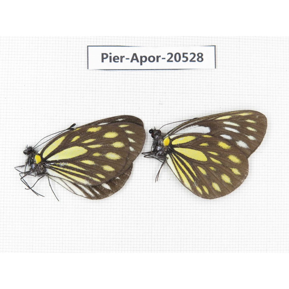 Aporia larraldei ssp. China, Yunnan, Xiangerila, S of Nixi town. 2M. Pier-Apor-20528.