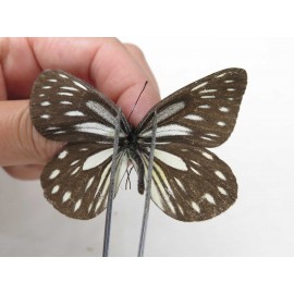 Aporia larraldei ssp. China, Yunnan, Xiangerila, S of Nixi town. 2M. Pier-Apor-20528.