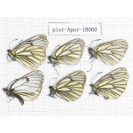 Aporia martineti kreitneri. China, Gansu, Xiahe county. 5M1F. Pier-Apor-18060.
