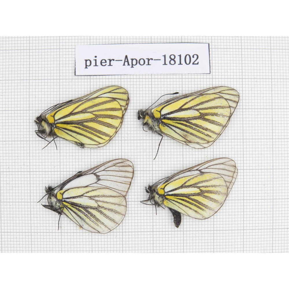 Aporia martineti martineti. China, Sichuan, Dege county. 4M. Pier-Apor-18102.