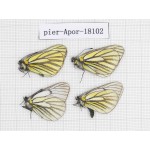Aporia martineti martineti. China, Sichuan, Dege county. 4M. Pier-Apor-18102.