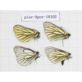 Aporia martineti martineti. China, Sichuan, Dege county. 4M. Pier-Apor-18102.