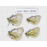 Aporia martineti martineti. China, Sichuan, Dege county. 4M. Pier-Apor-18103.